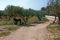 Th_dsc_6883