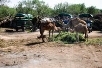 Th_dsc_6893