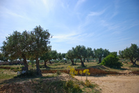 Th_dsc_6896
