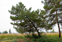 Th_dsc_0070