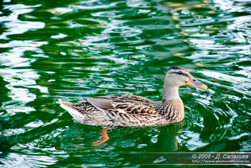 DSC_6728.jpg