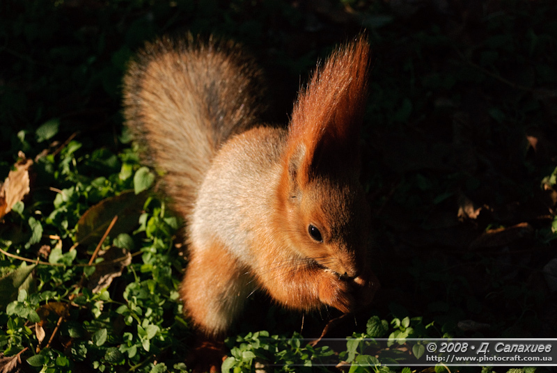 dsc_0015.jpg
