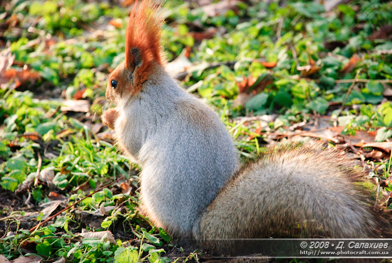 dsc_0083.jpg