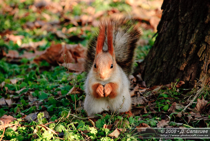 dsc_0086.jpg