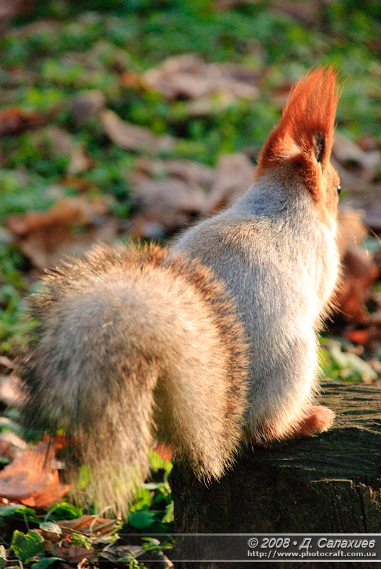 dsc_0090.jpg