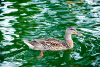 Th_dsc_6728