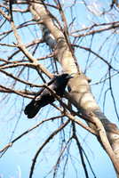 Th_dsc_0033
