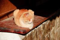 Th_dsc_4707