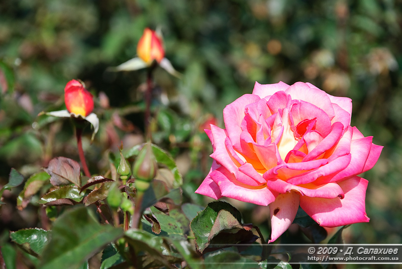 DSC_0456.jpg