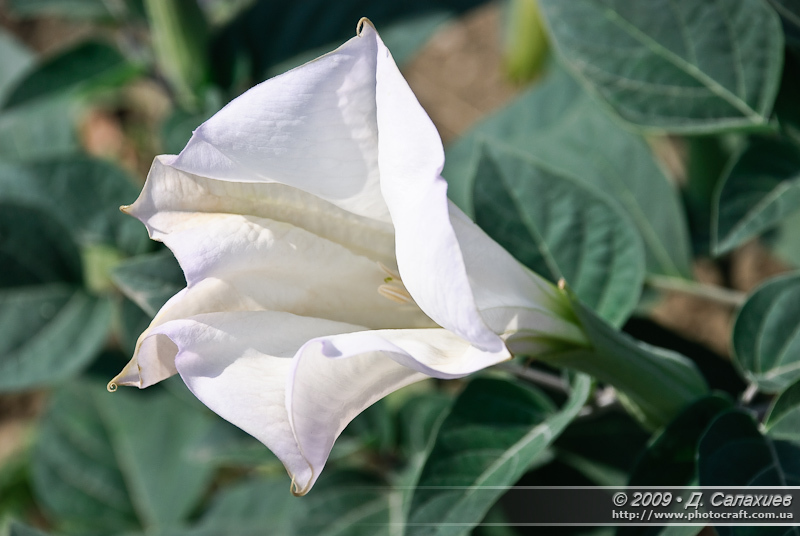 DSC_0598.jpg