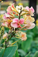 Th_dsc_0425