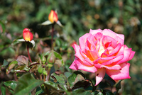 Th_dsc_0456