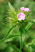 Th_dsc_5997