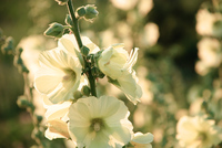 Th_dsc_6912