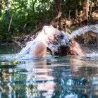 Полинка резвится в воде